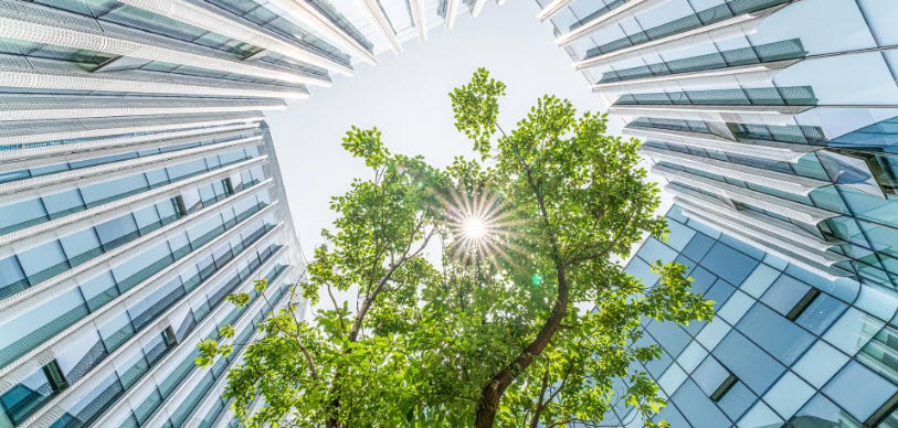 A tree growing into the sun between two tall glass buildings