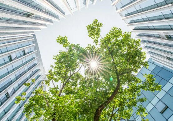 A tree growing into the sun between two tall glass buildings